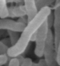 Electron microscope image of a bacterial cell. It is a black and white image. The cell is roughly rod shaped and has other bacterial cells behind it.